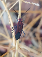 Leptocoris