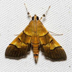 Spilomelinae