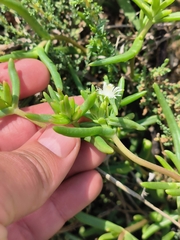 Delosperma herbeum