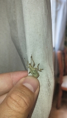 Cyrtomon