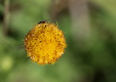 Nidorella podocephala
