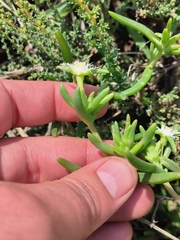 Delosperma herbeum