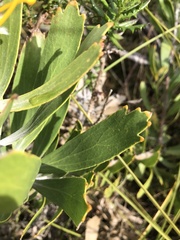 Leucospermum cuneiforme