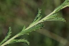 Nidorella podocephala