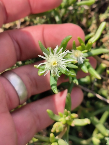 Image of Delosperma herbeum by (c) Ricus Nel, some rights reserved (CC BY)