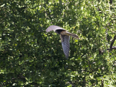 Falco femoralis