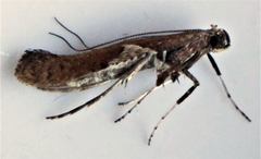 Caloptilia stigmatella