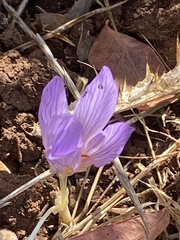 Crocus cancellatus