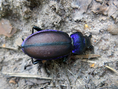 Carabus schoenherri