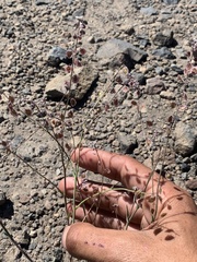 Thysanocarpus curvipes