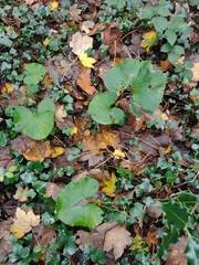 Petasites pyrenaicus