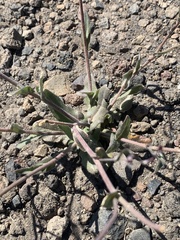 Thysanocarpus curvipes