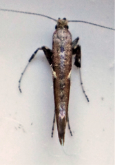 Caloptilia stigmatella
