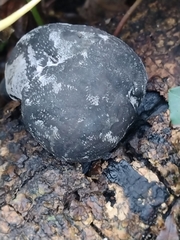 Daldinia concentrica