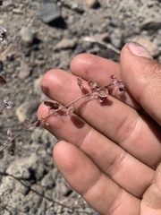 Thysanocarpus curvipes