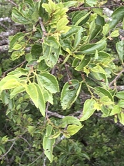 Celtis africana