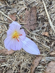Crocus pallasii
