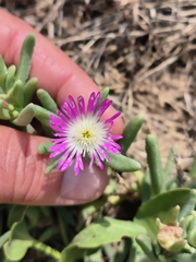 Delosperma