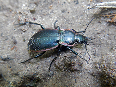 Carabus stscheglowi