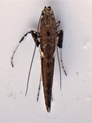 Caloptilia stigmatella