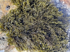 Brassicophycus sisymbrioides