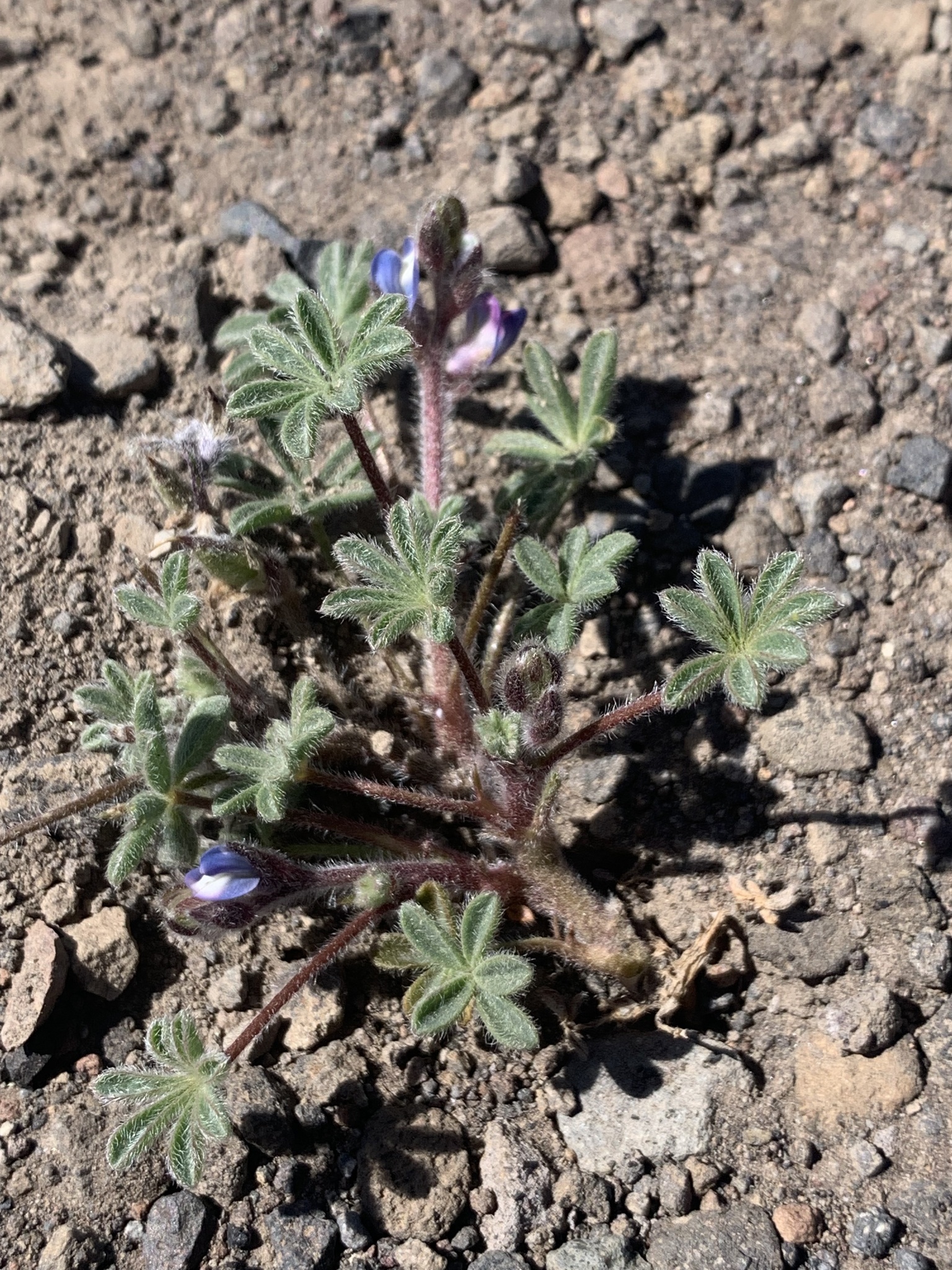 Lupinus congdonii