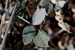 Rhynchosia albissima