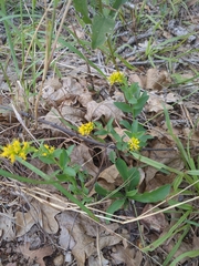 Solidago radula
