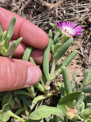 Delosperma