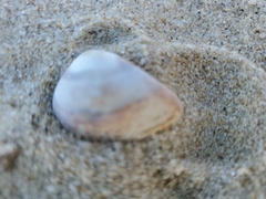 Donacidae