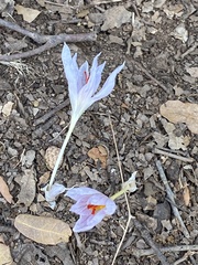 Crocus pallasii