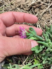 Delosperma