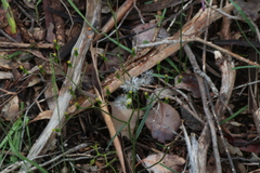 Senecio phelleus