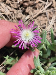 Delosperma