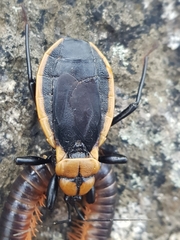 Ectrichodia crux
