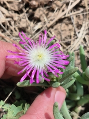 Delosperma