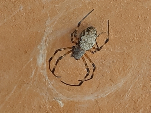 African Hermit Spider