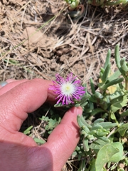 Delosperma