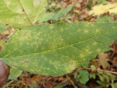 Puccinia campanulae