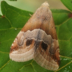 Eublemma parva