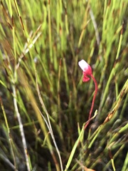 Drosera aliciae