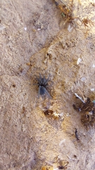 Phyxelididae