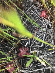 Drosera aliciae