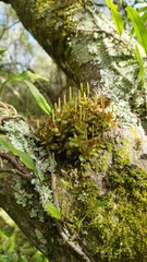 Peperomia tetraphylla