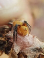 Oxyopes flavipalpis