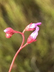 Drosera aliciae