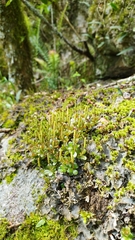 Peperomia tetraphylla