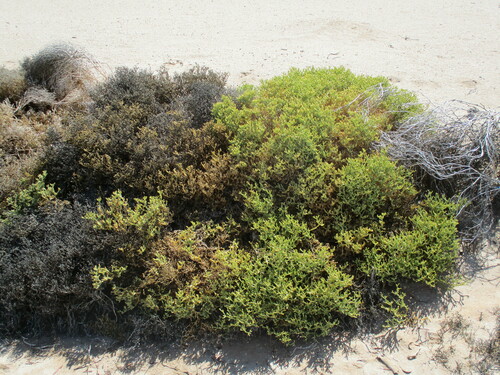 Mesembryanthemum salicornioides