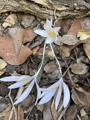 Colchicum troodi
