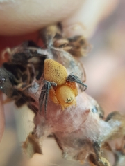 Oxyopes flavipalpis
